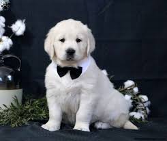 Along with their desire for play, they are loveable, polite, and easily trained due to their high intelligence. White Golden Retriever Puppy Pictures Cuteanimals