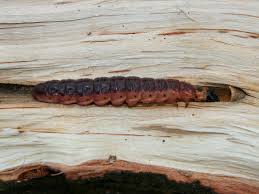 Datei:RK 0904 1483 Raupe Weidenbohrer.jpg – Wikipedia