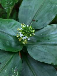 Image result for Aneilema leiocaule