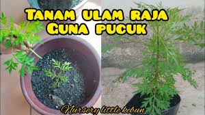 Menggembur tanah dibatas tanaman cili. Cara Penjagaan Pokok Cili Supaya Subur Dan Berbuah Lebat Little Kebun Youtube