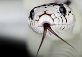 Black And White Snake Northern California Pin By Amanda Zufolo On Animal Spirits California King Snake Cute Snake Creepy Animals