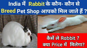 Rabbit adoption is a wonderful way to provide a rabbit a second chance and caring environment. Rabbit Fun Corner Rabbit Breeds In India And Price Rabbit Breed As Pet In India Rabbit Fun Corner Rabbitfuncorner Facebook