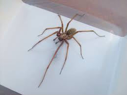 Image result for große winkelspinne biss haut reaktion