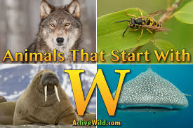 If you try to typ. Animals That Start With W List Of Amazing Animals Beginning With W