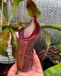 Image result for Hermannia burkei