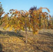 Trees 2 and 3 had been planted and well tended exactly the same as the thriving one since planting them after the last freeze of this spring. Pink Snow Showers Cherry Charlotte Creek Nursery