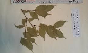 Image result for Rytigynia umbellulata