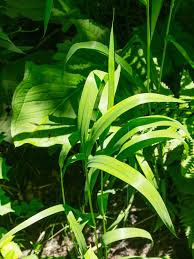 Image result for Leersia