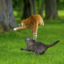Zazza Muffi Nikon D700 Af S Vr Zoom Nikkor 70 200mm F 2 8g If Ed Cats Funny Cute Cats Jumping Cat
