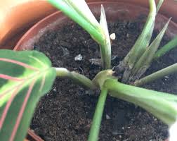 Healthy gardens teem with good bugs, or rather, insects. Spiders In My Plant Not Spider Mites Gardening Landscaping Stack Exchange