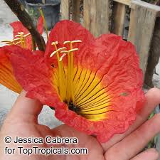 Image result for Fernandoa magnifica