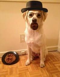 walter white as a dog dog costumes silly dogs dog halloween costumes