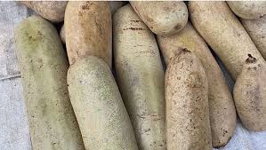 Image result for Glenniea africana