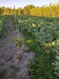 Viimeisimmät twiitit käyttäjältä pierfrancesco favino (@pfavino). Favino Pagina 79 Coltivazioni Erbacee Tractorum It