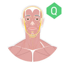 Their partner website has animated text narrations and quizzes to help you study the structures and functions of the thanks to these virtual tours, learning a tough subject like anatomy gets a lot easier. System Quizzes Free Anatomy Physiology Quizzes