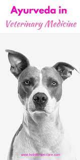 Maybe you would like to learn more about one of these? Click To Read More From Dr Tejinder Sodhi S Seminar On Ayurveda And How It Applies To Pet S Health Ayurveda Pets Cat Veterinary Ayurveda Holistic Pet Care