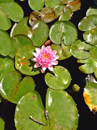After breaking up with her fiancé, sophie moves to echo park where she begins a relationship with alex, a man from a very different background. Offbeat L A Echo Park Lake The History Of One Of L A S Oldest Parks The La Beat