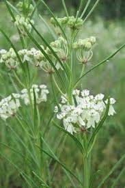 Asclepias Verticillata Whorled Milkweed Attracts Butterflies And Other Nectar Seeking Insects Asclepias Milkweed Milkweed Garden