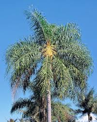 Image result for Syagrus romanzoffiana