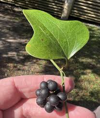 Image result for Smilax