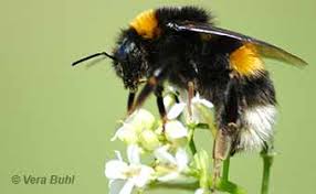 Carpenter bee likes the bamboo field , and pine tree forest. How To Identify A Bumble Bee