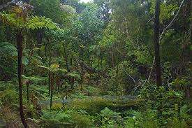 Biotic Factors In The Amazon Rainforest Ajam Rainy Season Rainforest Flowers Jungle Flowers Tropical