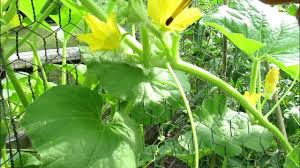 Image result for male flowers cucumber