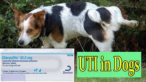 Maybe you would like to learn more about one of these? Clavacillin For Uti In Dogs Urinary Tract Infection