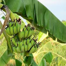 Grand Nain Naine Banana Tree Fast Growing Trees Banana Tree For Sale Banana Tree