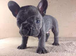 Check spelling or type a new query. Blue French Bulldog For Sale In Orlando Florida Classified Americanlisted Com