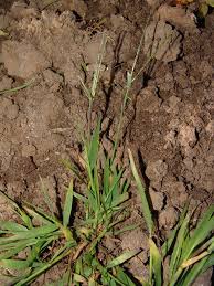 Image result for Digitaria gymnostachys