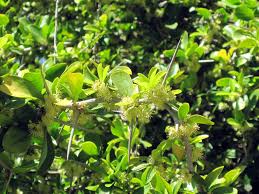 Image result for Dovyalis hispidula