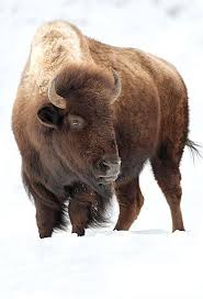 Bison At Standing Rock Plains Bison Endangered Animals Buffalo Animal American Bison Wildlife Photography