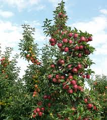Pflückreif ist ein apfel bereits, wenn sich der stiel einer voll entwickelten frucht gut von seiner ansatzstelle am baum löst. Apfel Selbst Pflucken Oder Im Hofladen Kaufen Gut Pesterwitz Bei Dresden