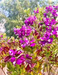 Image result for Polygala xanthina