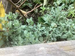 Image result for Atriplex halimus