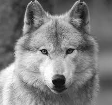 Black And White Wolf Pictures Pin By Kimberley Morgan On Call Of The Wild Wolf Dog Wolf Black And White Wolf Life