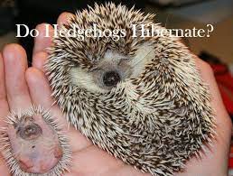Do Hedgehogs Hibernate To The Question Do Hedgehogs Hibernate Yes They Do Hedgehogs Hibernation Is Th Cute Animal Photos Animals Beautiful Baby Hedgehog