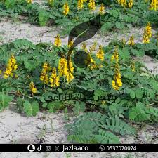 Image result for Senna italica