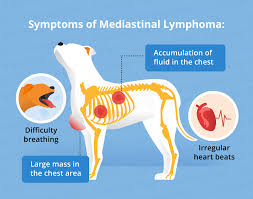 In dogs with multicentric (systemic) lymphoma, the first sign of lymphoma is swelling of the lymph nodes. Lymphoma In Dogs Canna Pet