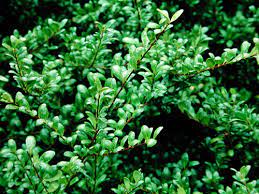 Ilex crenata convexa is a great replacement for box. Great Plant Picks Unbeatable Plants For The Maritime Northwest Garden