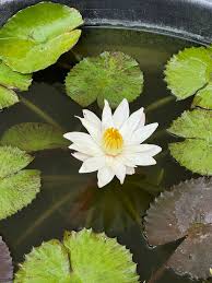 Image result for Nymphaea lotus