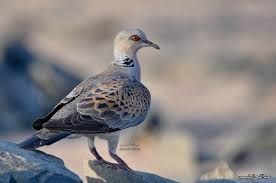 Pin By On Turtle Dove القـــمــــري Animals Bird