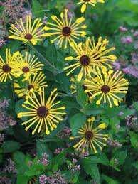 'henry eilers' has undeniable potential as a cut flower with its unique appearance, sturdy straight stems and long vase life. Stauden Stade Versand Shop Rudbeckia Subtomentosa Henry Eilers Schwachfilziger Sonnenhut Hier Bestellen