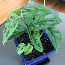 This plant is the much harder to source cultivar of the monstera adansonii named laniata. Monstera Adansonii Var Laniata Monstera Adansonii Monstera Friedrichsthalii Monstera Plant Plant Lust