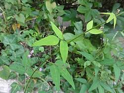 Image result for Hylodesmum