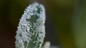 Tennessee Weather Alert: Cold Front Bringing Snow, Severe Storms, and Temperature Plunge