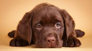 You should also make sure that the puppy gets plenty of freshwaters and feeds are made on a schedule. 6 Things To Consider Before Buying A Labrador