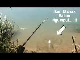 Mancing ikan blanak pake botol bekas,lokasi di jembatan spait pekalongan,belanak besar2,umpan menggunakan tepung trigu. Mancing Ikan Blanak Menggunakan Botol Plastik Mullet Fishing Youtube