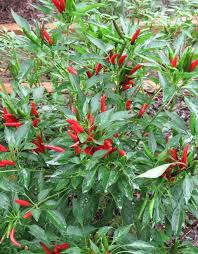 Their heat levels are comparable to the serrano and cayenne peppers. Pin En Chiles Peppers
